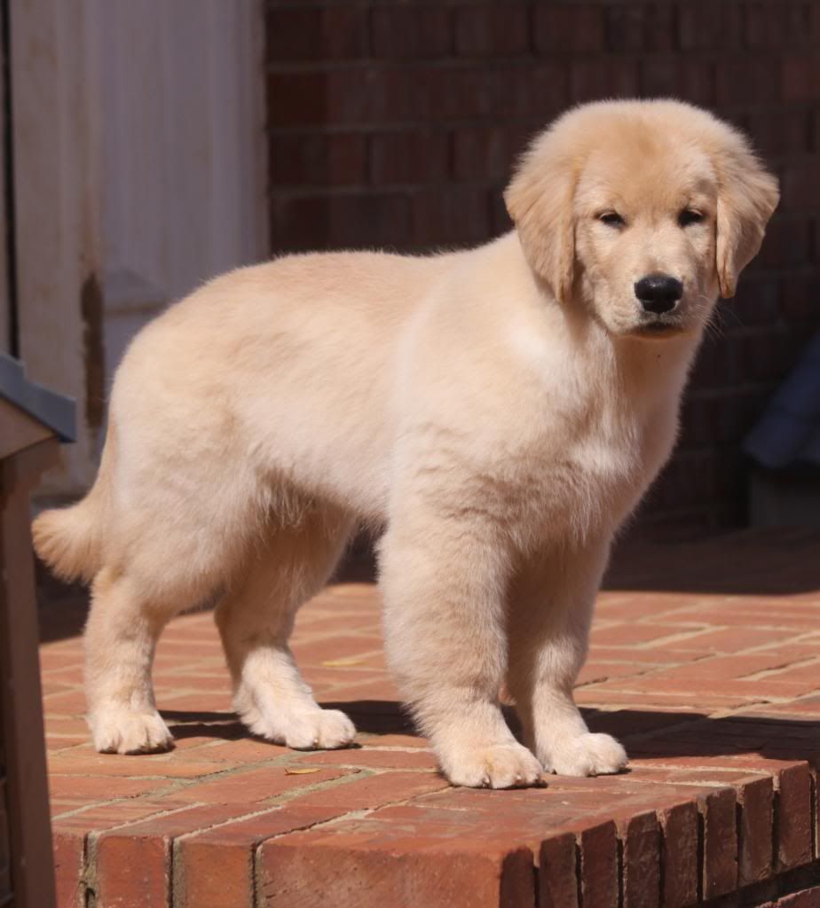 bearabella golden retrievers