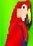 parrot.jpg