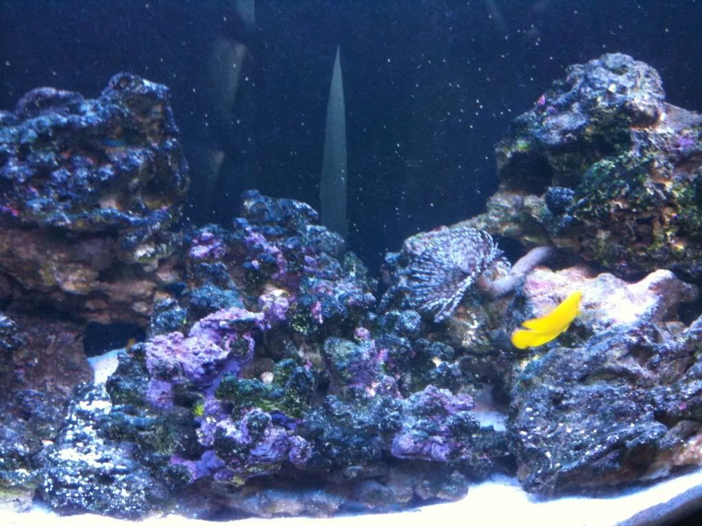 Live rock turning black ! The Reef Tank