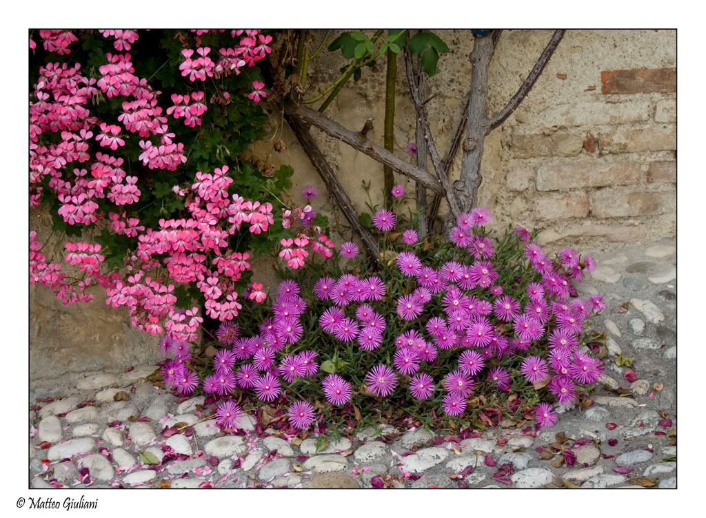 Immagine ridimensionata: clicca sull'immagine per vederla con le dimensioni originali.