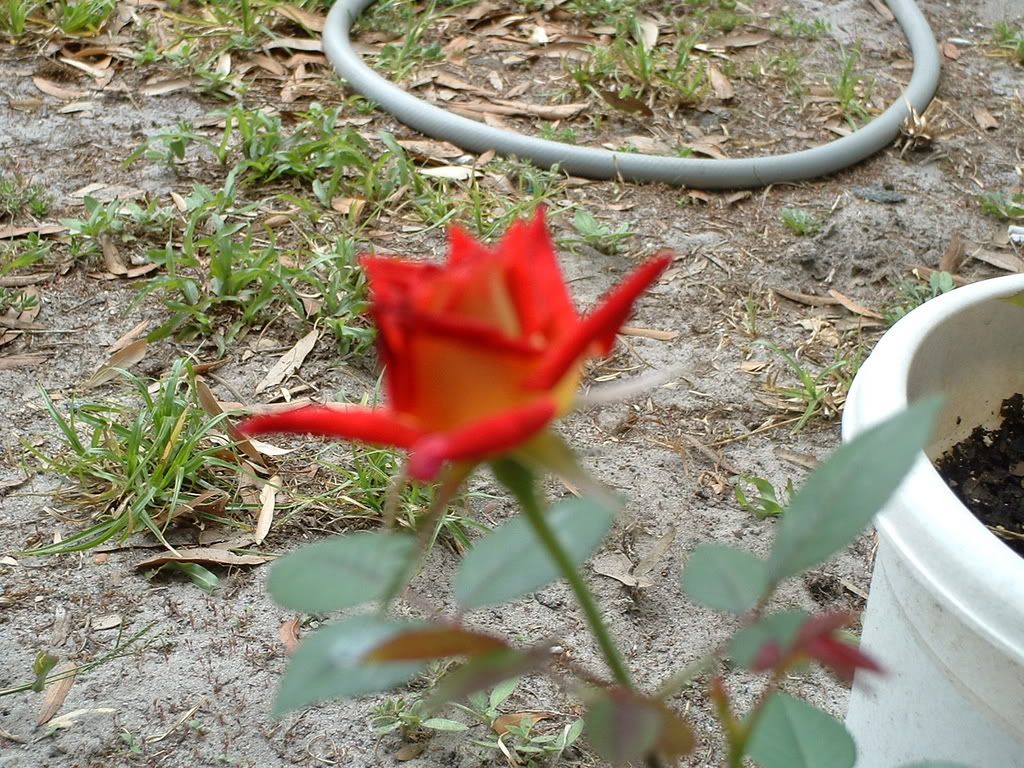 Glowing Amber Bud Side View