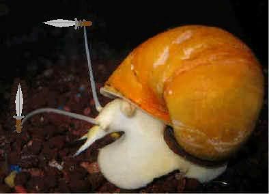 ninja snail