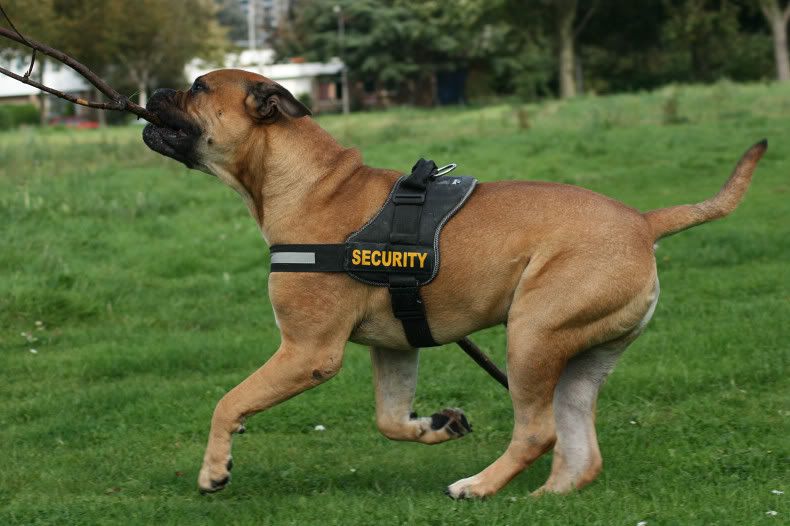 waarom gaat een hond ineens slopen in de tuin waarmee laten jullie de hond uit en waarom bokt nl waarom gaat een hond ineens slopen in de tuin waarmee laten jullie de hond uit en waarom bokt nl