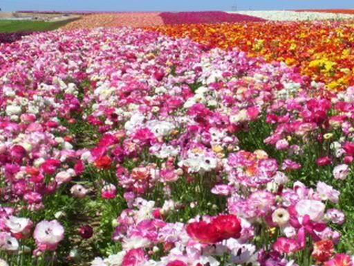 Carlsbadflower Fields