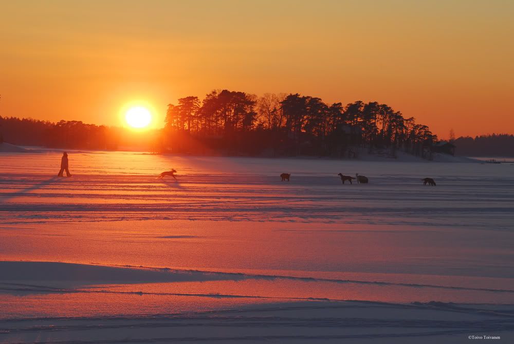 winter - sunset - sea - ice and snow - dogs - people - vuosaari - helsinki - finland Pictures, Images and Photos