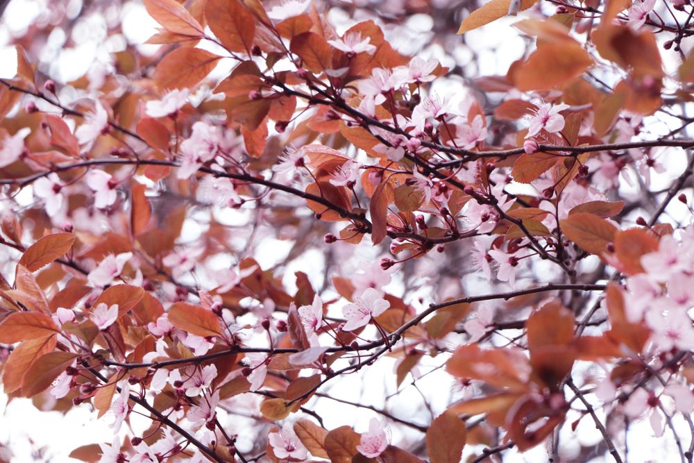  photo le-temps-des-cerises-cherry-blossoms-sakura.jpg