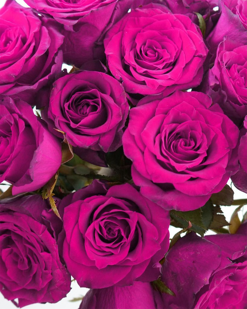  photo ROSES2.jpg