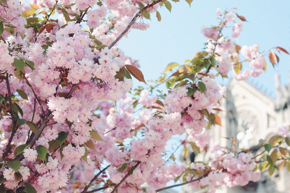  photo cherry-blossoms-paris-1.jpg