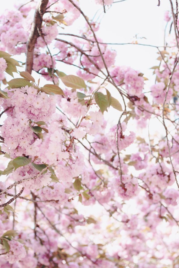  photo cherry-blossoms-paris-2.jpg