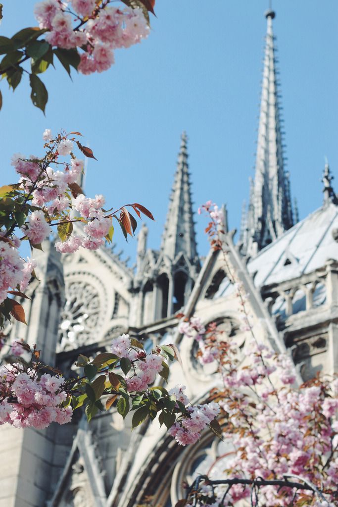  photo cherry-blossoms-paris-3.jpg