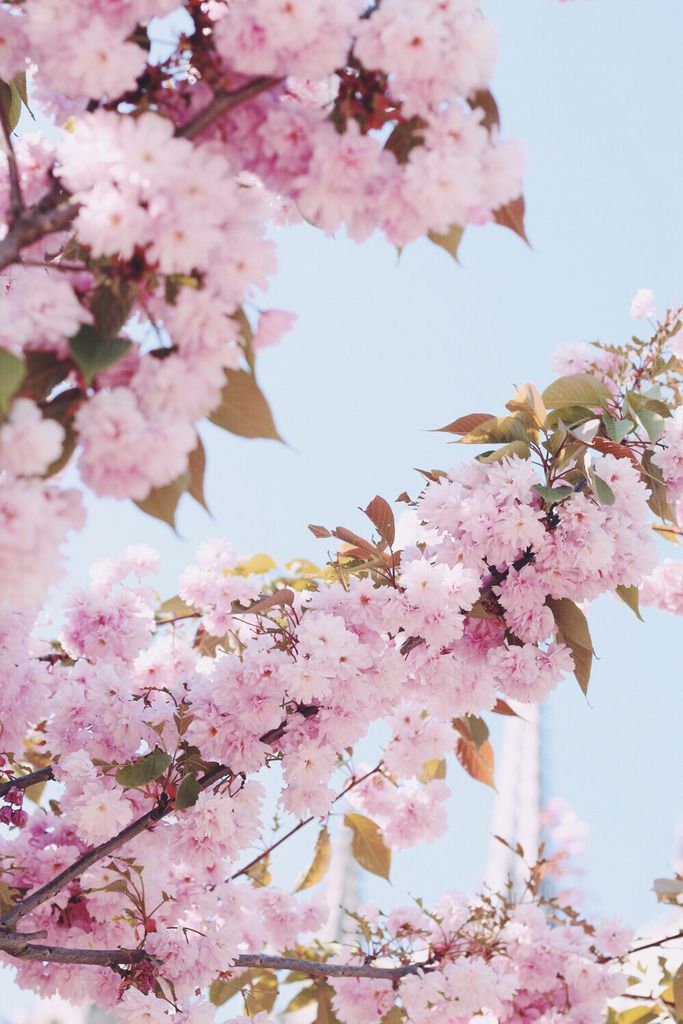  photo cherry-blossoms-paris.jpg