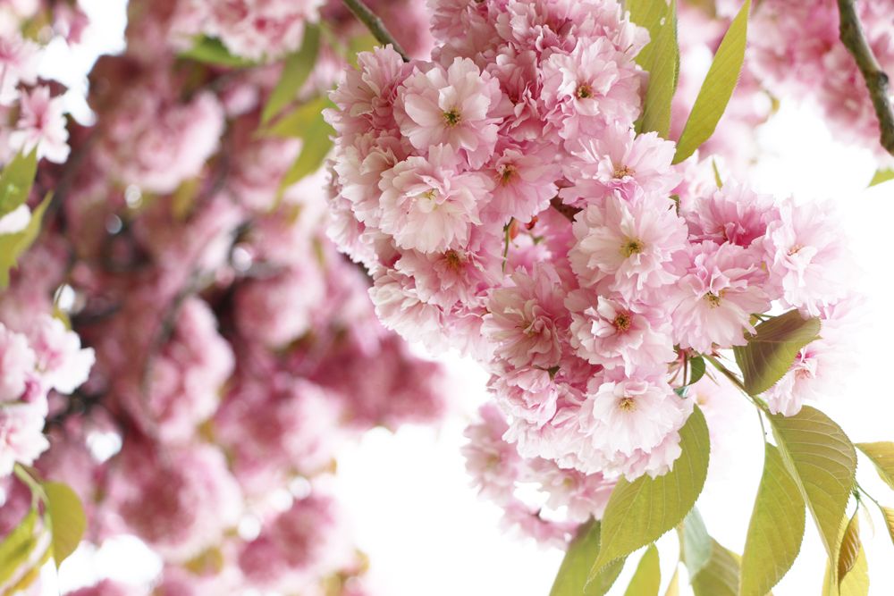  photo cherryblossoms-paris-spring-blooms-4.jpg