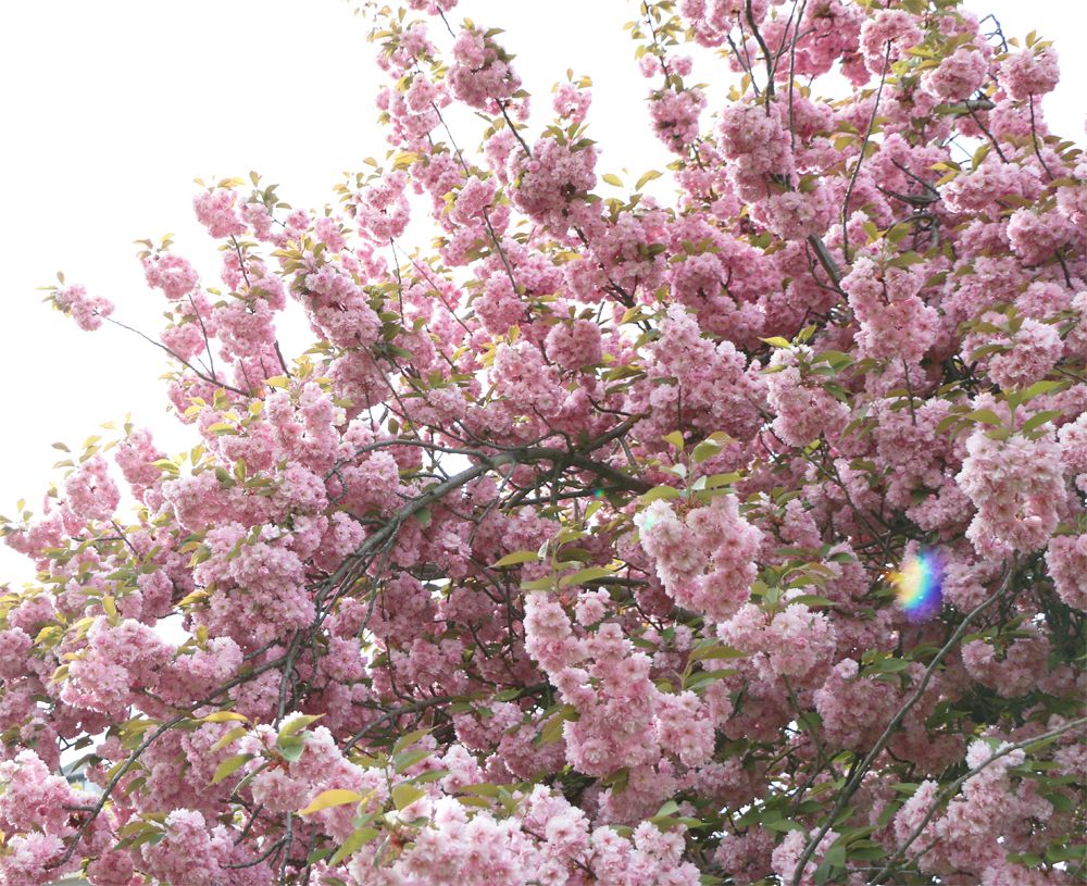  photo cherryblossoms-paris-spring-blooms.jpg