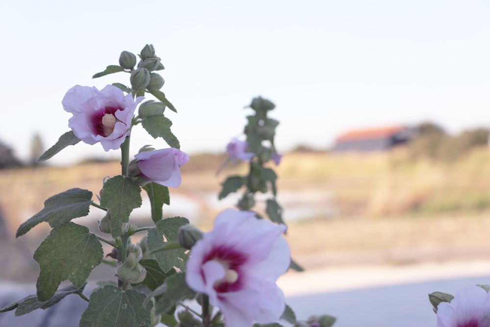  photo oleron-les-salines-rose-tremiere.jpg