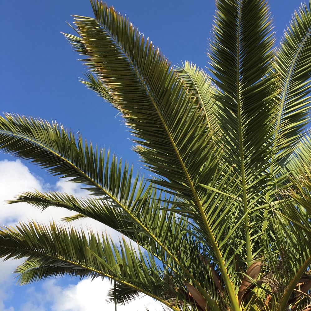  photo plage-ile-oleron-palmtree-palmier.jpg