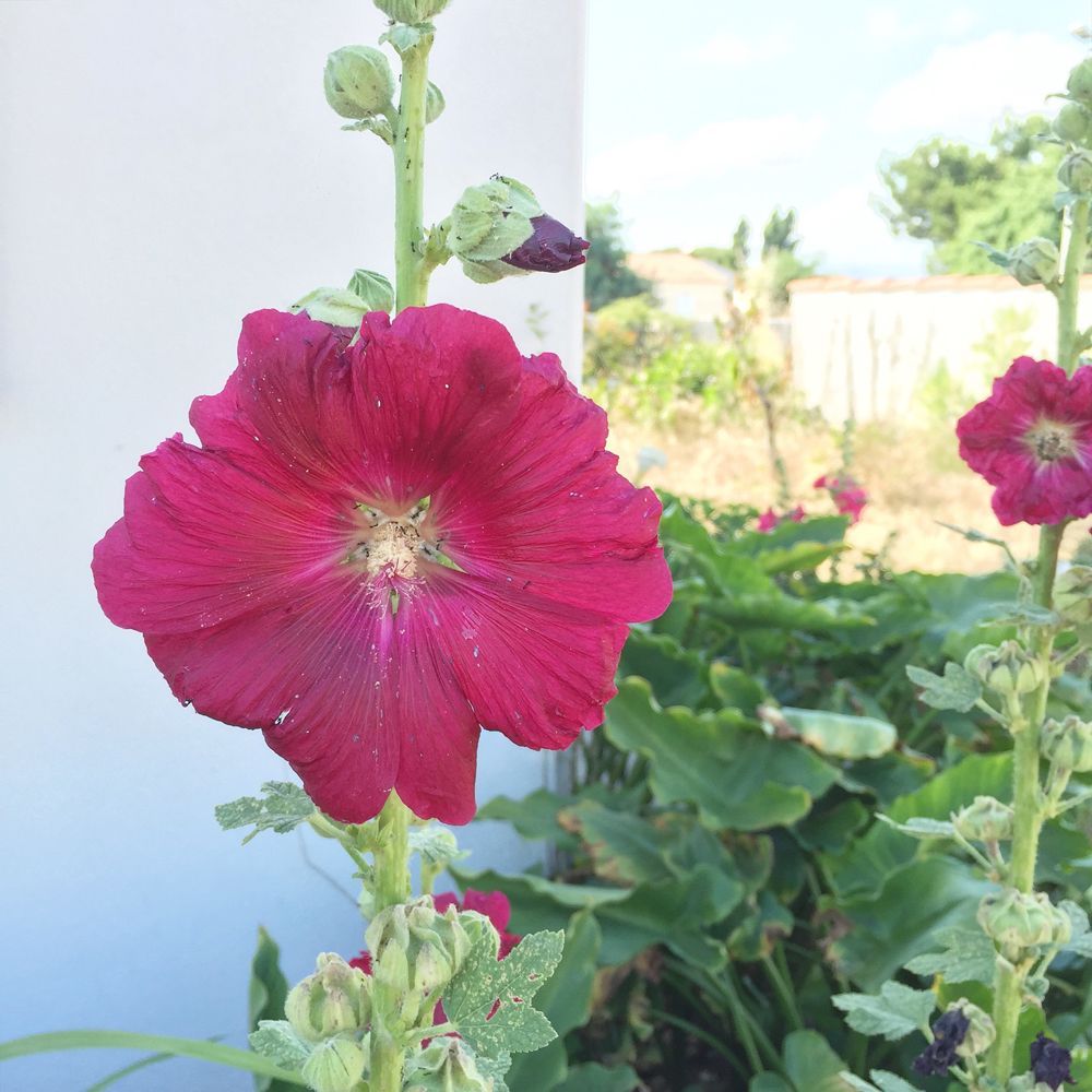  photo plage-ile-oleron-rose-tremiere.jpg