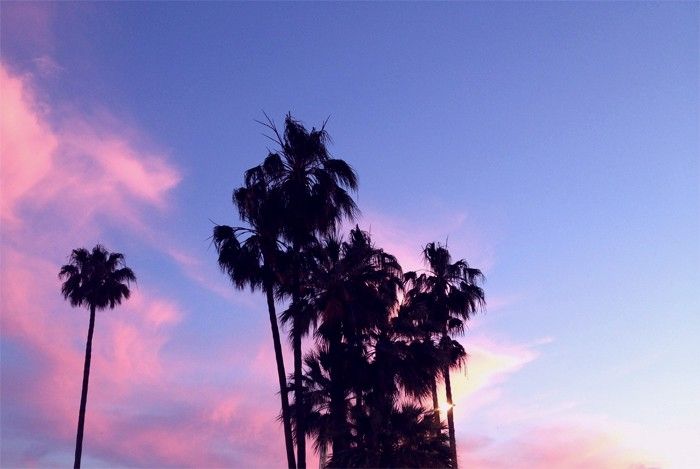  photo CANNES_2014_BOULANGERIE_BLEUE_SUNSET_PALMTREEjpg_effected.jpg