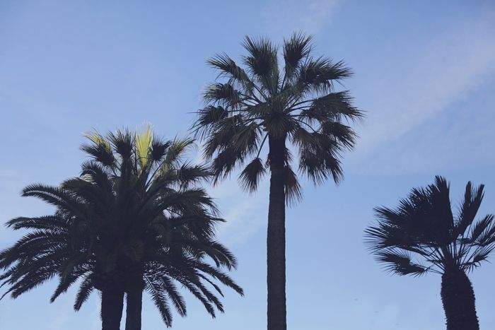  photo PALMTREES_CANNES.jpg