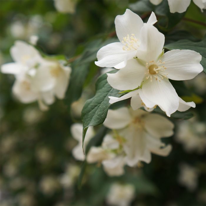  photo FLOWERS_WHITE.jpg