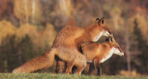 Foxes-Mating4.jpg