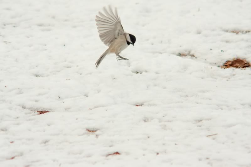 IMAGE: http://i154.photobucket.com/albums/s254/drevilsmom/Chickadee.jpg