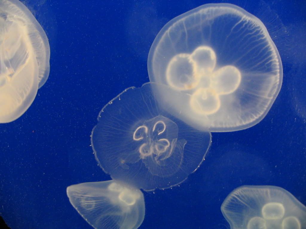 IMAGE: http://i154.photobucket.com/albums/s254/drevilsmom/IMG_2192.jpg