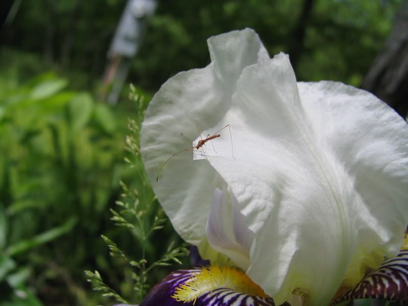 IMAGE: http://i154.photobucket.com/albums/s254/drevilsmom/IMG_6472.jpg