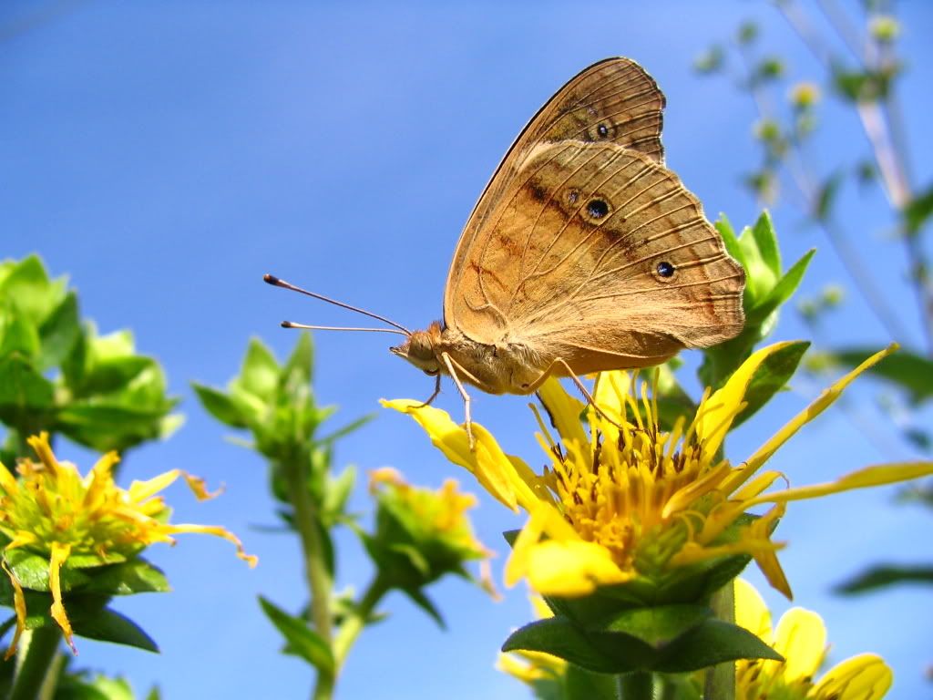 IMAGE: http://i154.photobucket.com/albums/s254/drevilsmom/IMG_8073.jpg