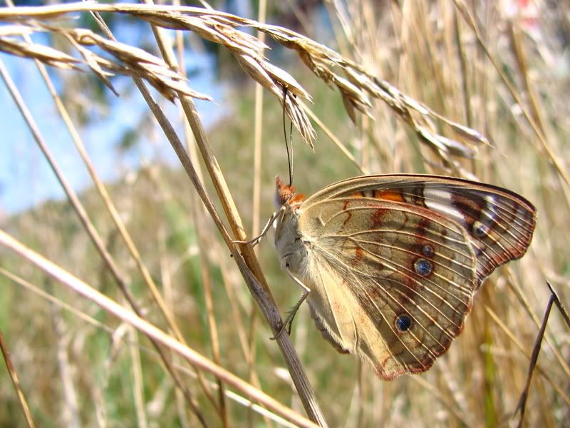 IMAGE: http://i154.photobucket.com/albums/s254/drevilsmom/IMG_8092.jpg