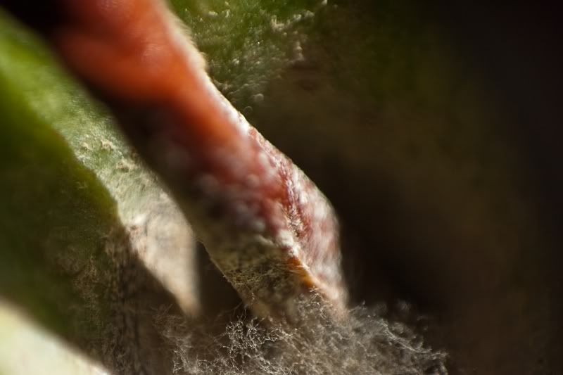 IMAGE: http://i154.photobucket.com/albums/s254/drevilsmom/applestem.jpg