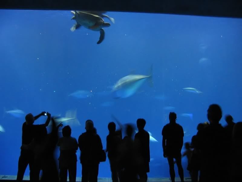 IMAGE: http://i154.photobucket.com/albums/s254/drevilsmom/aquar_filtered.jpg