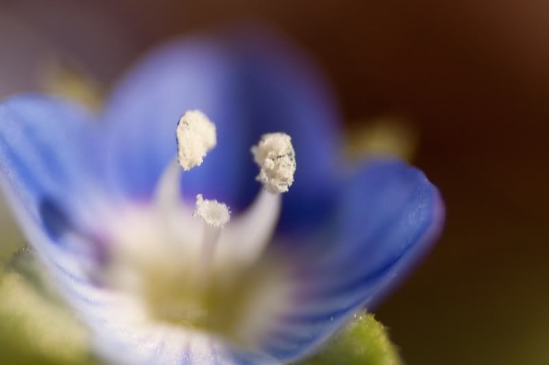 IMAGE: http://i154.photobucket.com/albums/s254/drevilsmom/blue.jpg