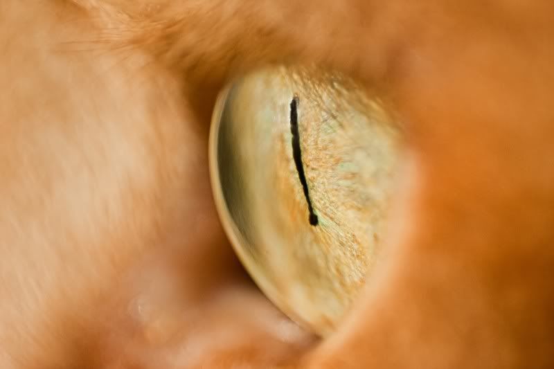 IMAGE: http://i154.photobucket.com/albums/s254/drevilsmom/cat-eye_filtered.jpg