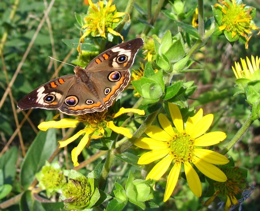 IMAGE: http://i154.photobucket.com/albums/s254/drevilsmom/commonbuckeye.jpg