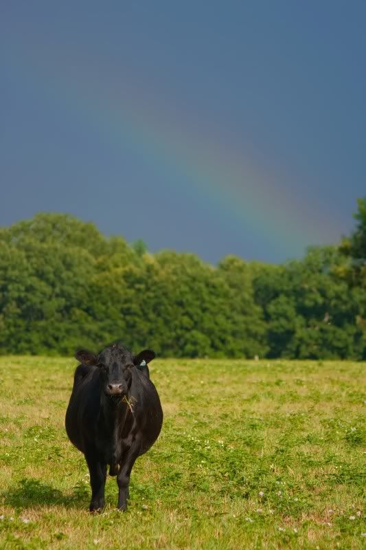 IMAGE: http://i154.photobucket.com/albums/s254/drevilsmom/cow.jpg