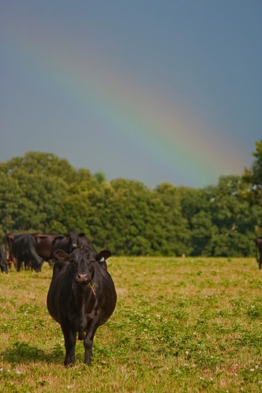 IMAGE: http://i154.photobucket.com/albums/s254/drevilsmom/cowandrainbow.jpg