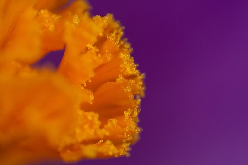 IMAGE: http://i154.photobucket.com/albums/s254/drevilsmom/crocuspollen_filtered.jpg