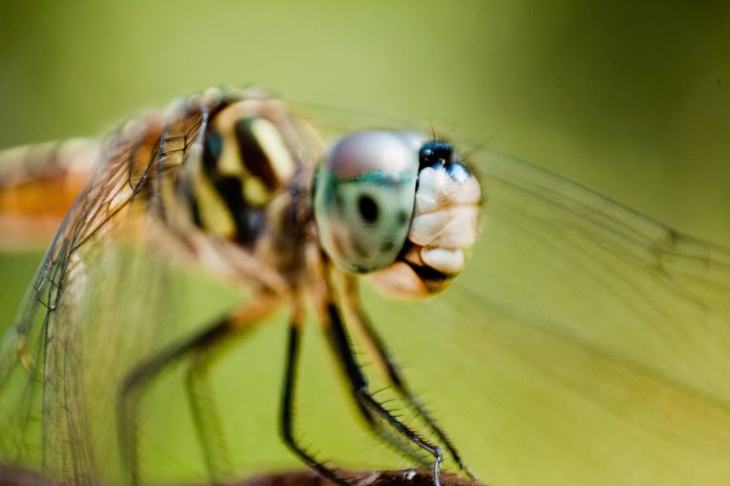IMAGE: http://i154.photobucket.com/albums/s254/drevilsmom/dragonfly.jpg