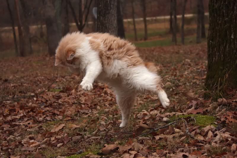 IMAGE: http://i154.photobucket.com/albums/s254/drevilsmom/drop_filtered.jpg