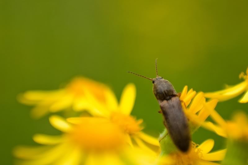 IMAGE: http://i154.photobucket.com/albums/s254/drevilsmom/elateridonSenecio_filtered.jpg