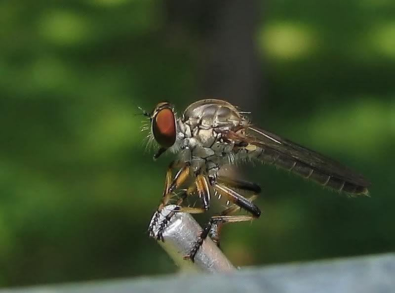 IMAGE: http://i154.photobucket.com/albums/s254/drevilsmom/fly-1.jpg