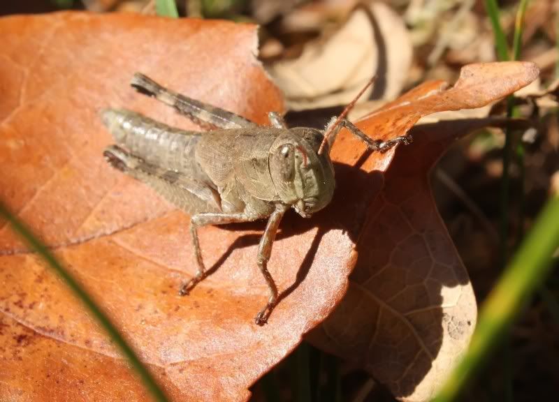 IMAGE: http://i154.photobucket.com/albums/s254/drevilsmom/grassy_filtered.jpg