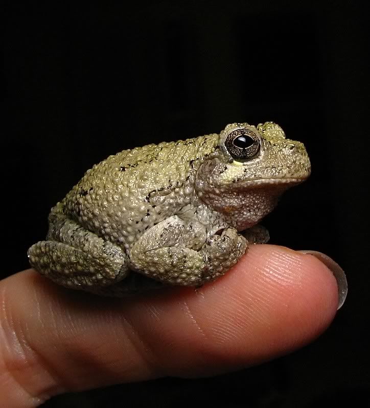 IMAGE: http://i154.photobucket.com/albums/s254/drevilsmom/graytreefrog_filtered.jpg