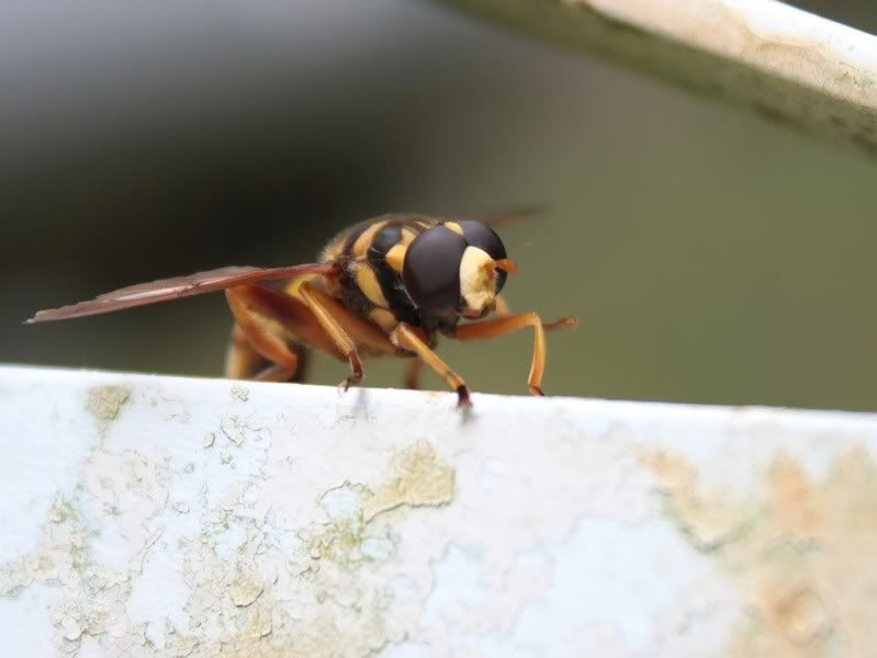 IMAGE: http://i154.photobucket.com/albums/s254/drevilsmom/hoverfly_filtered.jpg