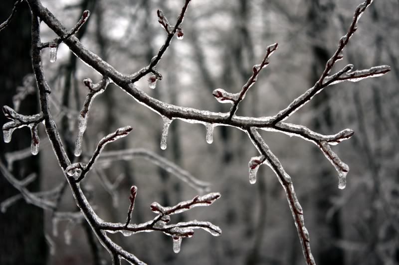 IMAGE: http://i154.photobucket.com/albums/s254/drevilsmom/icebranch.jpg