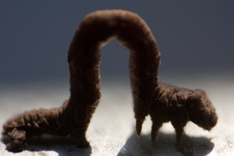 IMAGE: http://i154.photobucket.com/albums/s254/drevilsmom/inchworm.jpg
