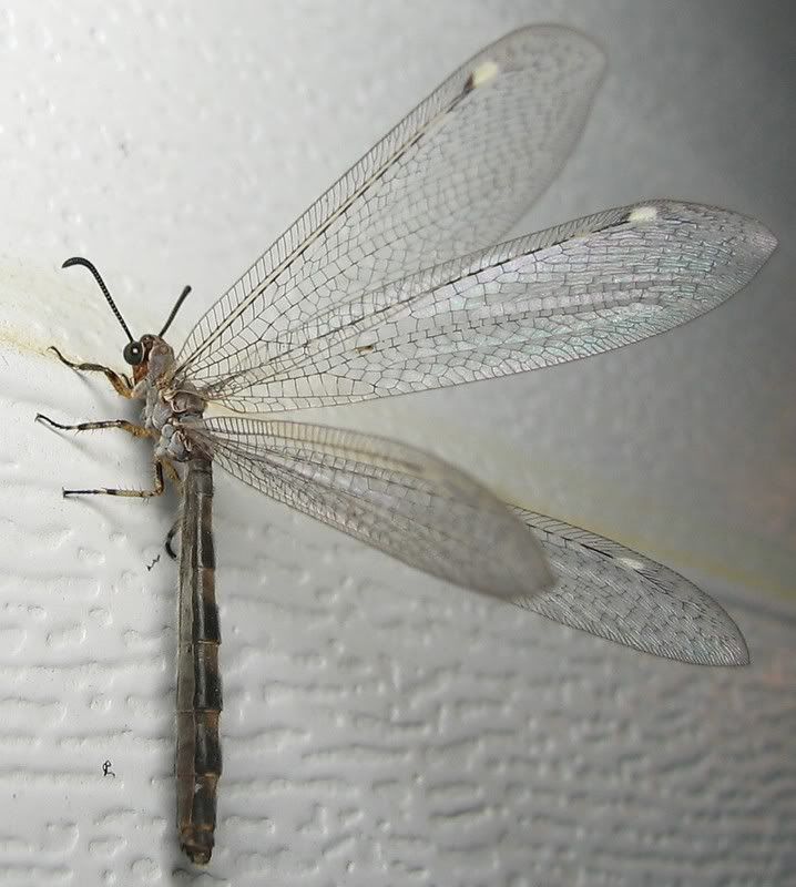 IMAGE: http://i154.photobucket.com/albums/s254/drevilsmom/insect.jpg
