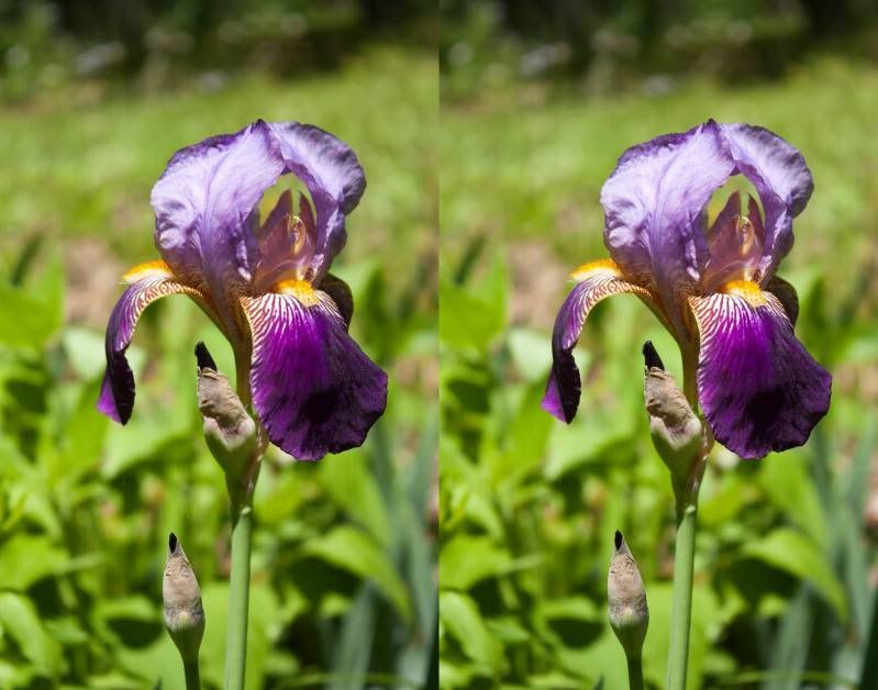 IMAGE: http://i154.photobucket.com/albums/s254/drevilsmom/iris3D.jpg