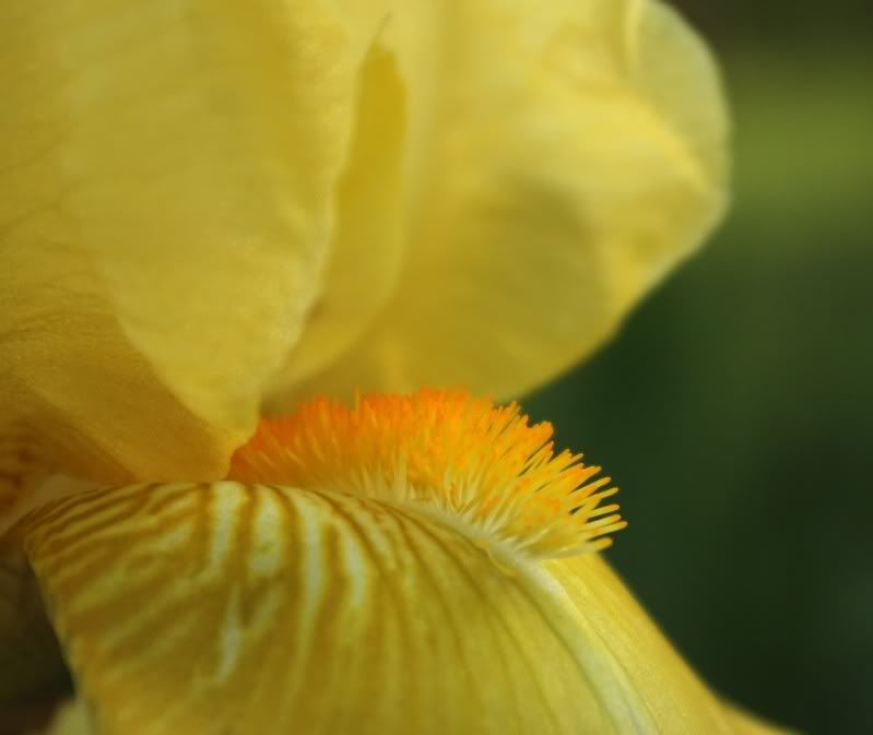 IMAGE: http://i154.photobucket.com/albums/s254/drevilsmom/irisbeard_filtered.jpg