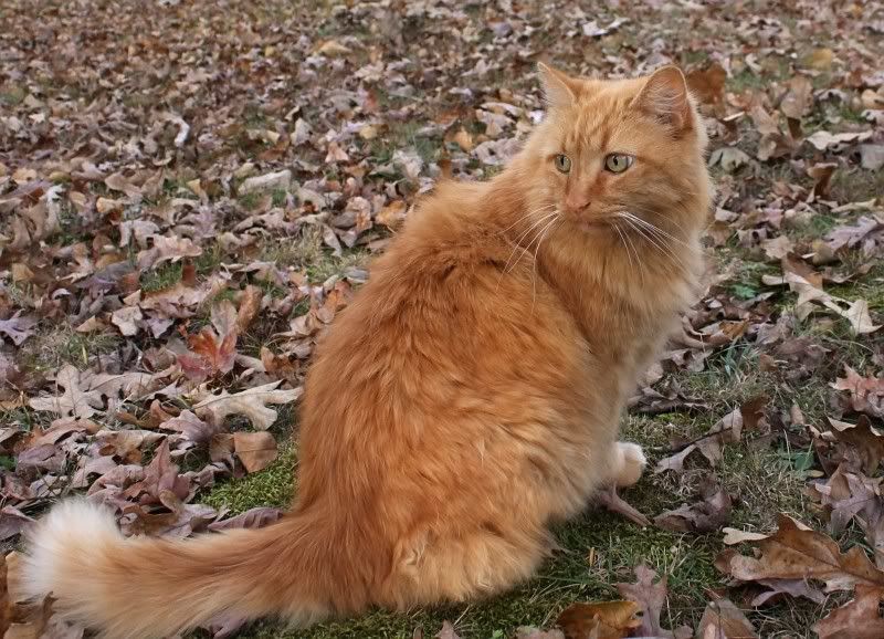 IMAGE: http://i154.photobucket.com/albums/s254/drevilsmom/kitty1_filtered.jpg